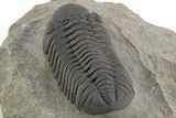 Exceptional Morocops Trilobite - Large Specimen #334931-5